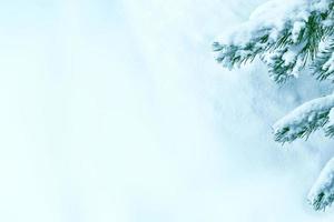 Frozen winter forest with snow covered trees. photo