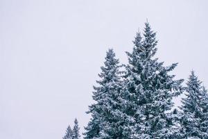 bosque de invierno congelado con árboles cubiertos de nieve. foto