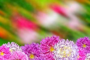 Autumn flowers asters. Landscape. photo