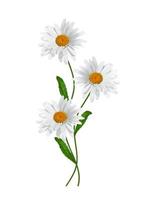 daisies summer white flower isolated on white background photo
