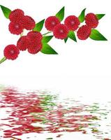 Dahlia flower isolated on white background photo