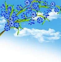 hyacinth flowers on a background of blue sky with clouds photo