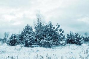 bosque de invierno congelado con árboles cubiertos de nieve. foto