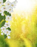 Spring landscape with delicate jasmine flowers photo