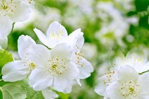 jazmín blanco la rama delicadas flores de primavera foto