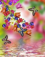 flowers tulips and butterflies photo