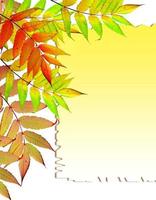 Colorful autumn foliage isolated on white background. Indian summer. photo