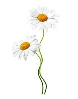 daisies summer  flower isolated on white background photo