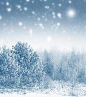 Frozen winter forest with snow covered trees. photo