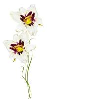 Flower lily isolated on white background. photo