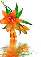 bouquet of lily flowers isolated on white background photo