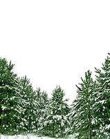 árboles cubiertos de nieve. abeto aislado sobre fondo blanco foto