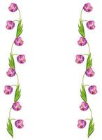 spring flowers tulips isolated on white background photo
