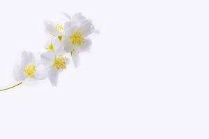 branch of jasmine flowers isolated on white background. photo