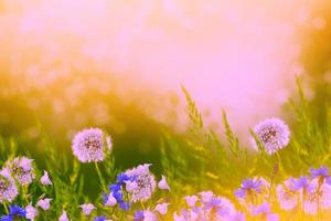 Fluffy dandelion flower against the background of the summer landscape. photo