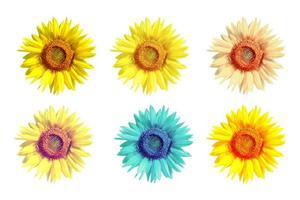 Bright colorful sunflower flower isolated on white background. photo