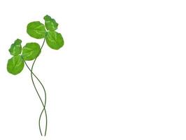 green clover leaves isolated on white background. St.Patrick 's Day photo