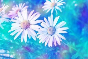 White bright daisy flowers on a background of the summer landscape. photo