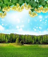 Summer landscape. lime Blossom photo