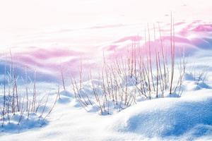 Frozen grass in the winter forest. photo