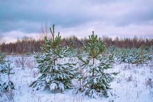 Frozen winter forest with snow covered trees. photo