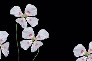 spring colorful flowers poppies.  Floral background. photo