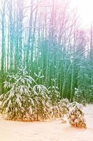 Frozen winter forest with snow covered trees. photo