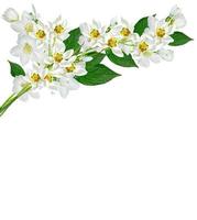branch of jasmine flowers isolated on white background. snowdrop photo