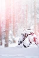 forest in the frost. Winter landscape. Snow covered trees. photo