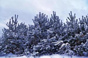 Frozen winter forest with snow covered trees. photo