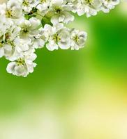 spring landscape. Spring flowering garden. photo