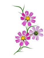 Cosmos flowers isolated on white background photo