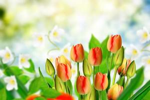 Bright and colorful flowers tulips on the background of spring landscape. photo