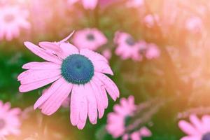 White bright daisy flowers on a background of the summer landscape. photo