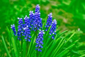 Spring flowers of hyacinth photo