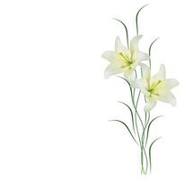 flores de lirio brillantes aisladas sobre fondo blanco. foto