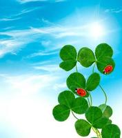 leaf clover. St.Patrick 's Day photo