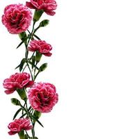 carnation flowers isolated on white background photo