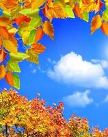 Autumn leaves against a blue sky with clouds photo