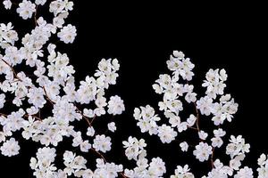 White apple flowers branch photo