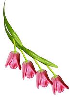 spring flowers tulips isolated on white background photo