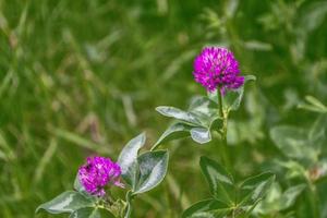 Pink clover flower on a background of the summer landscape. photo