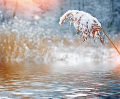 Blurred frozen grass. Winter abstract background. Landscape. photo