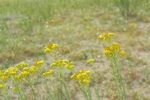 Yellow Tansy flowers with green foliage. photo