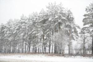 bosque en la escarcha. paisaje de invierno árboles cubiertos de nieve. desenfocar foto