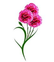 Bouquet of flowers carnation. photo