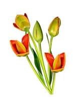 spring flowers tulips isolated on white background. photo