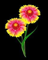 Bouquet of colorful flowers of Gaillardia. delicate flowers isolated on black background photo