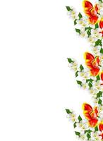 spring flowers tulips isolated on white background photo