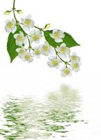 branch of jasmine flowers isolated on white background photo